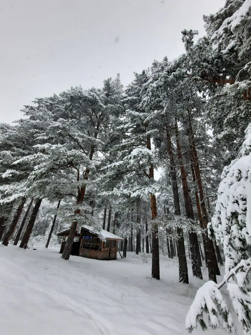 Snow-covered pines around a cabin in deep winter