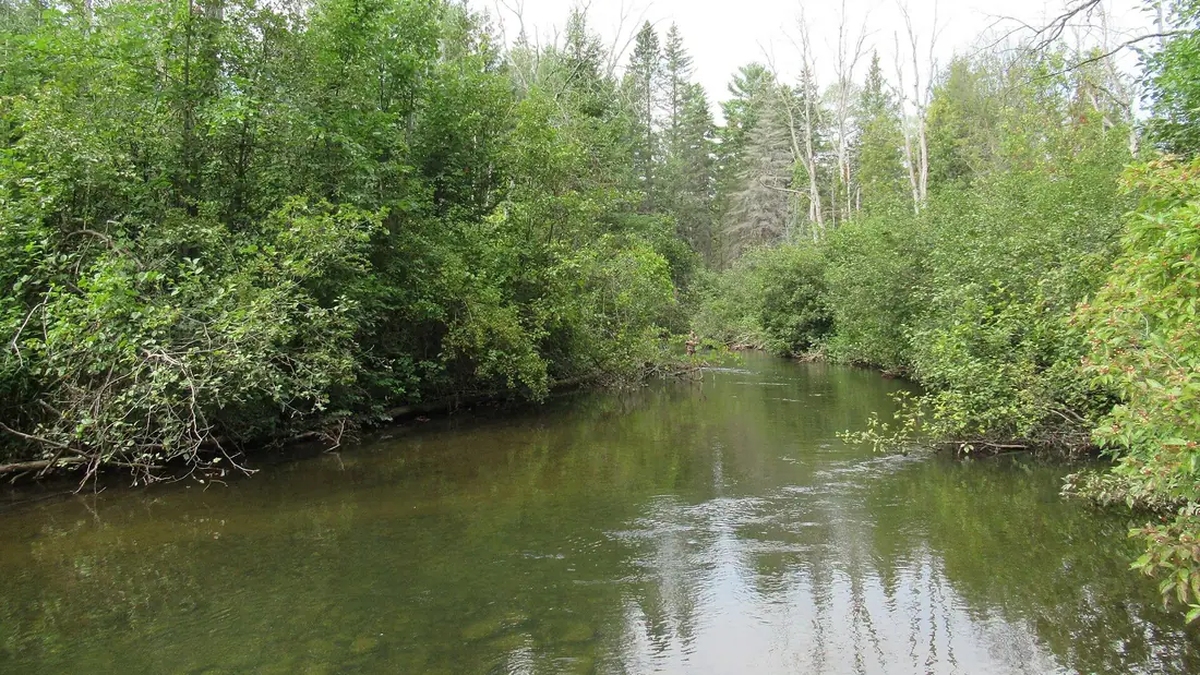 The Rifle River flowing through green woods in Ogemaw County